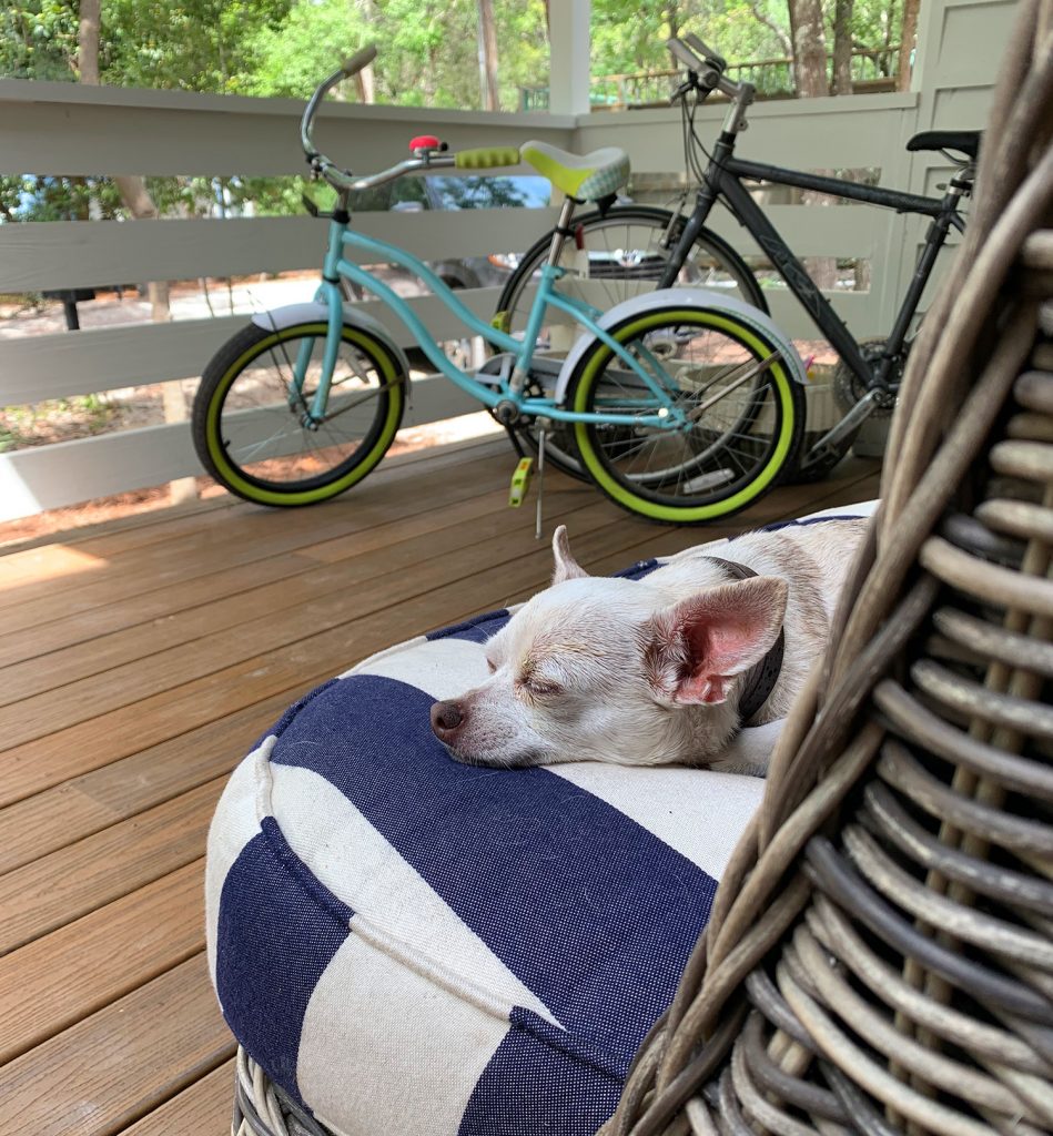 Chihuahua sleeping on outdoor cushion on porch