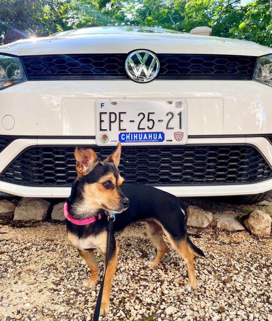 Penny The Chorkie In Front Of Chihuahua Car Rental License Plate