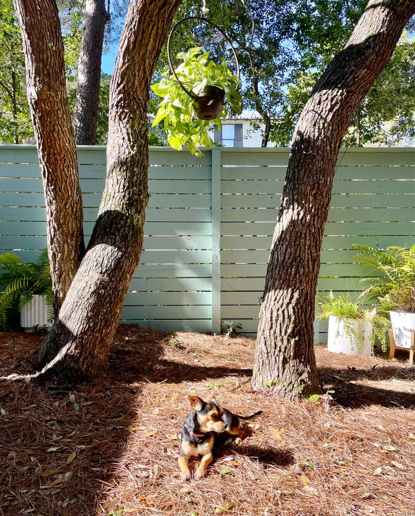 Small dog relaxing in yard under oak trees