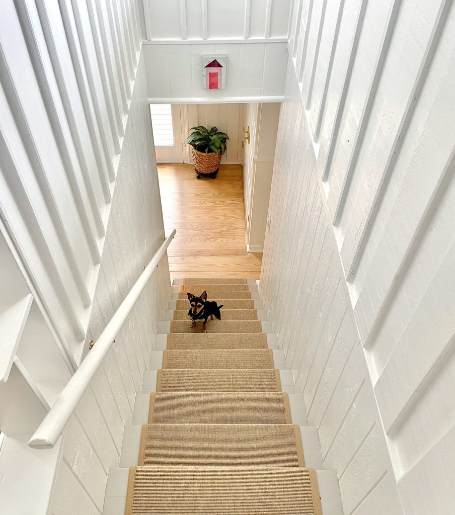 Chihuhua yorkie mix dog standing on staircase with seagrass runner