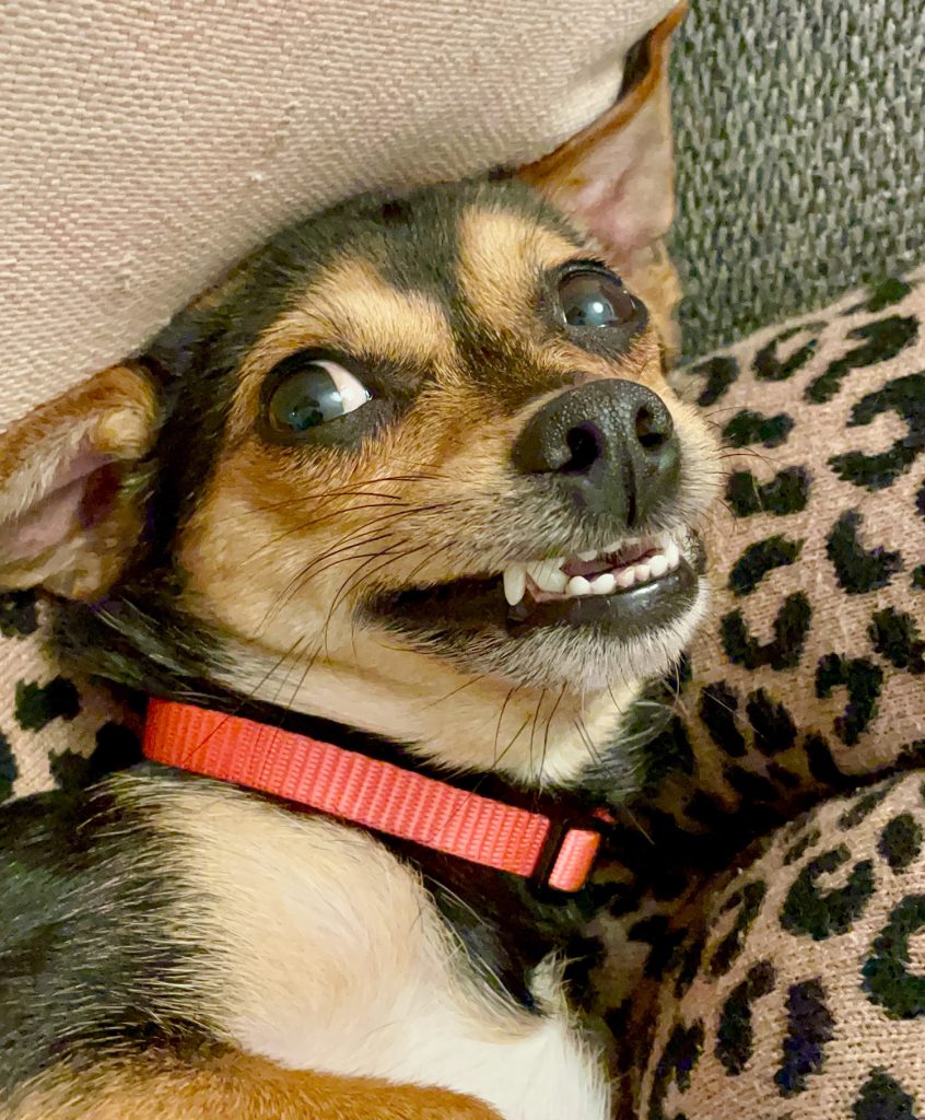 Chihuahua yorkie mix dog grinning with bared teeth