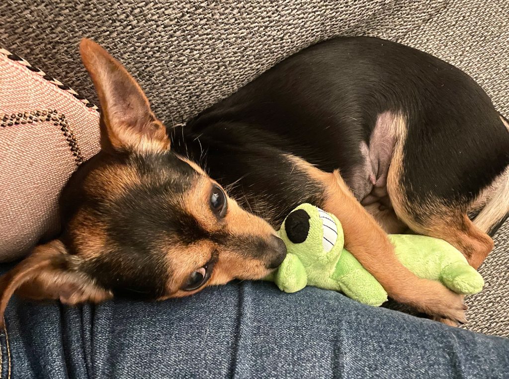 Penny the chorkie sleeping with green dog toy